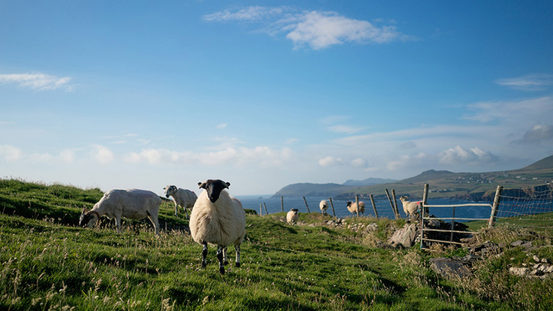 Sheep Dingle Peninsula Ireland